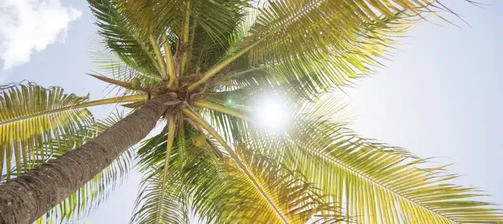 Sun shining brightly through the fronds of a palm tree in Florida